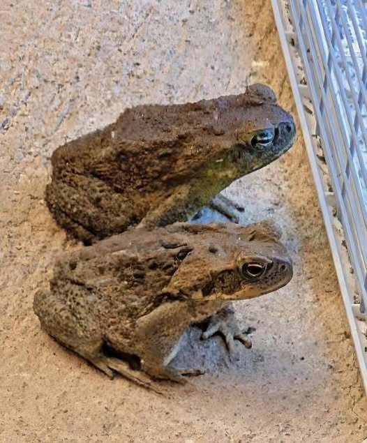 The Hidden Meaning Behind the Toad in Your Home—and Why You Should Think Twice Before Shooing It Away