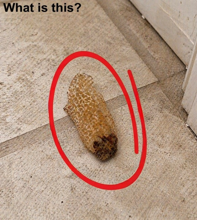 I Found a Strange Honeycomb-Like Object on My Bathroom Floor — The Truth Was Unexpected