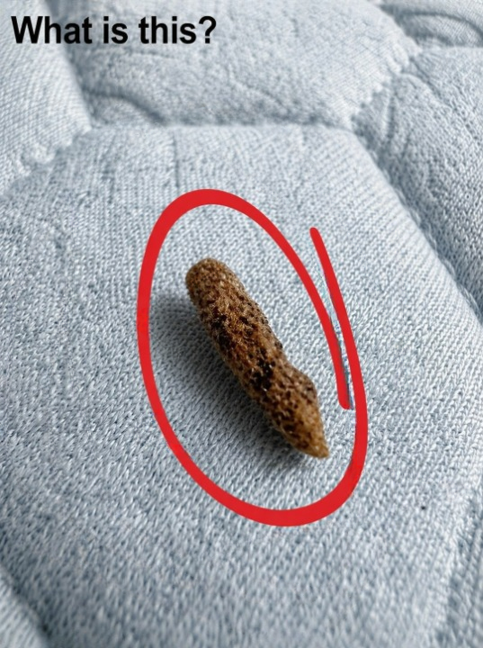 I Found This Strange Object Near My Mattress This Morning — And My Family Couldn’t Stop Guessing What It Was