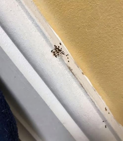 The Night the Mattress Moved: A Mother’s 2:00 A.M. Discovery