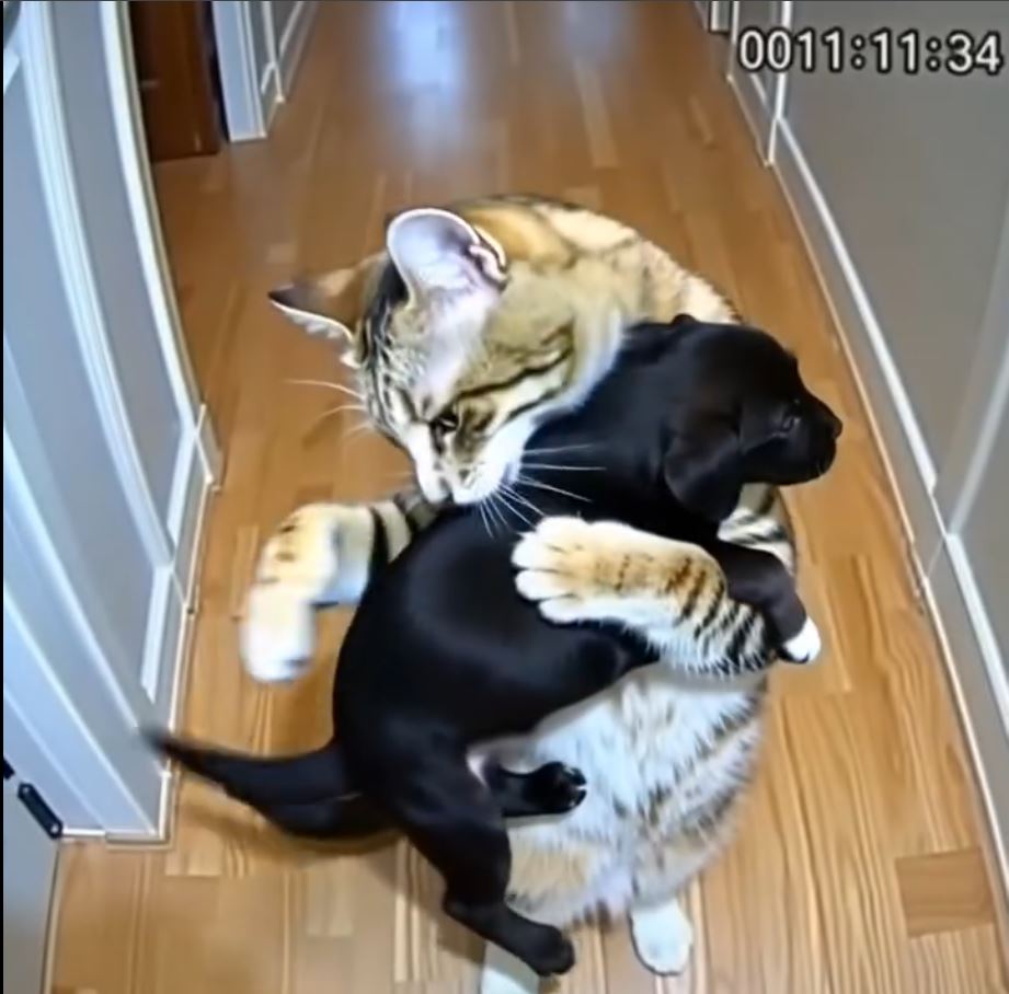 Cat Brings Home Puppies — Then a Policeman Knocks at the Door