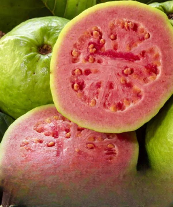 Doctors Reveal What Happens When You Drink Guava Leaf Tea Daily (Benefits, Preparation & Uses)