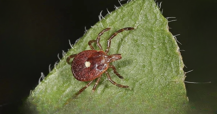What to Do If You Spot a Lone Star Tick: Symptoms, Removal, and Prevention Guide