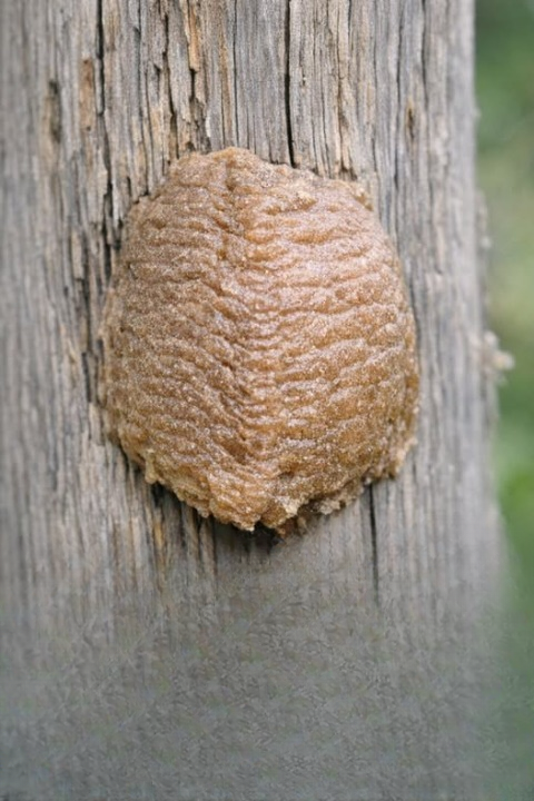 What Is That Strange Foam-Like Structure on Your Fence? A Backyard Discovery Explained