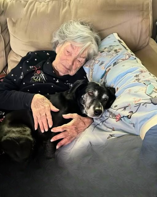 Emotional Inheritance Story – How a Grandmother’s Dog Revealed a Hidden Truth About Family, Love, and Loyalty