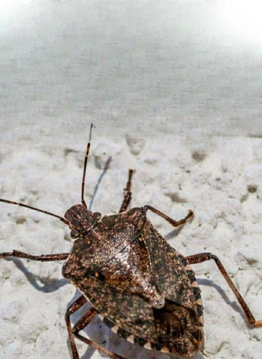 The DIY Solution That Helps Keep Stink Bugs Away From Your Home (Simple, Affordable, and Effective)