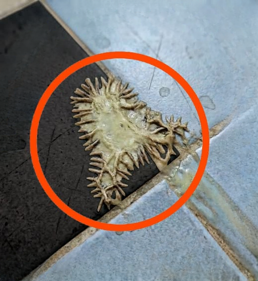 The Bathroom Nightmare: How a Viral “Mutant Growth” Photo Sparked Fear and Revealed a Hidden Reality in Modern Homes