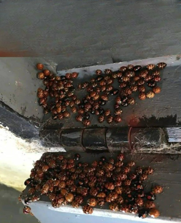 How to Keep Ladybugs Out of Your Home Naturally: Scents That Actually Work