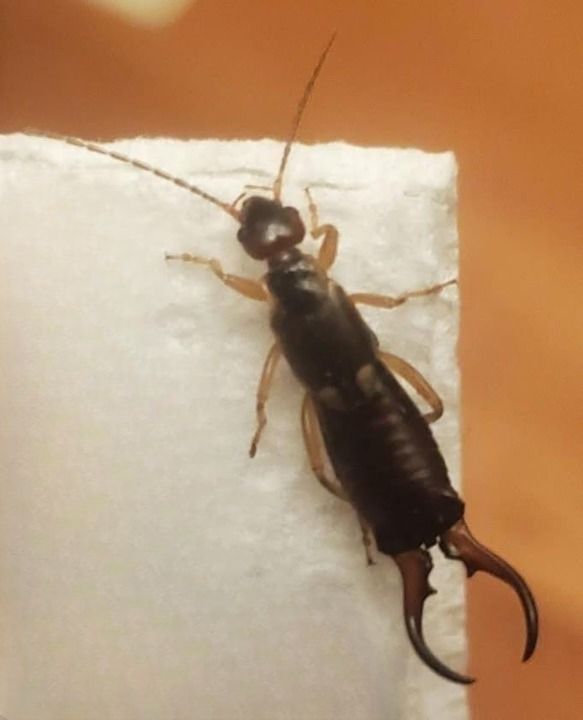 My 7-Year-Old Was Bitten by This Terrifying Backyard Pest — What We Discovered About Earwigs Changed Everything