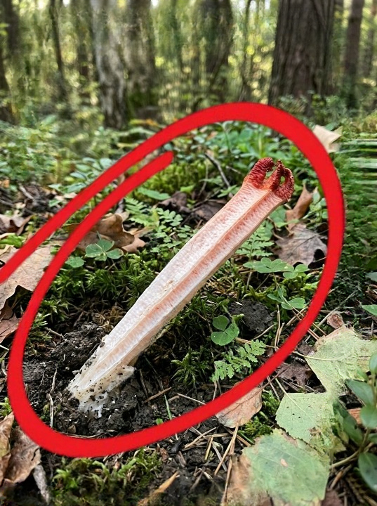 We Thought We Found a Human Hand in the Forest — What It Actually Was Left Us Both Terrified and Amazed