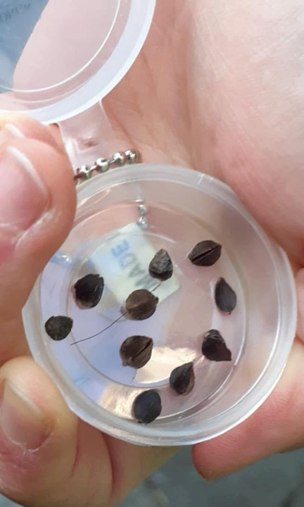 What Are Those Weird “Seeds” in Your Bed? Here’s the Real Answer