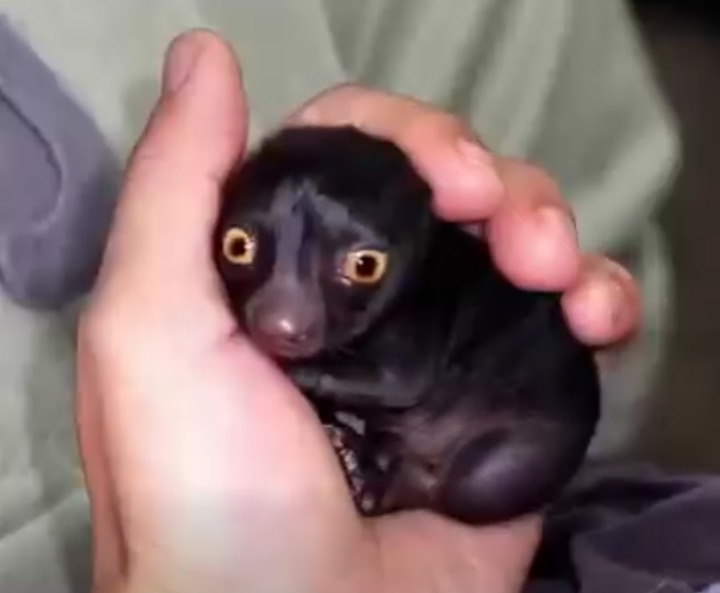 He Found a Mysterious Creature in the Forest—A Year Later, Its Transformation Left Him Completely Speechless