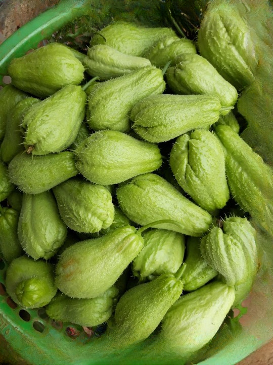 Doctors reveal that eating chayote causes… or at least, that’s how the headline caught my attention that morning.