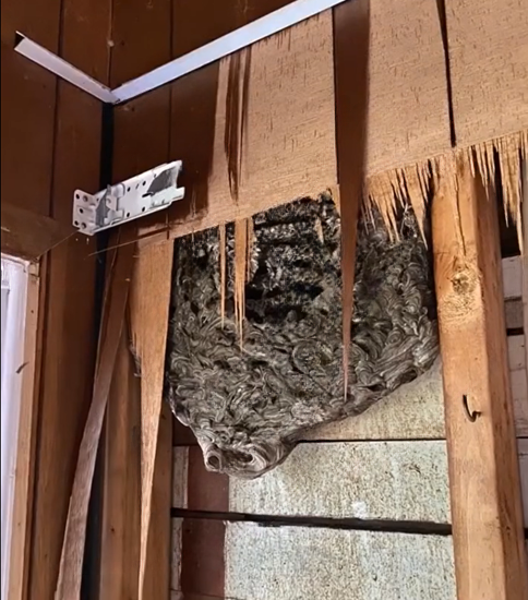 The Constant Rattling in Our Wall Drove Us Crazy — Until Breaking Through Revealed a Shocking Secret