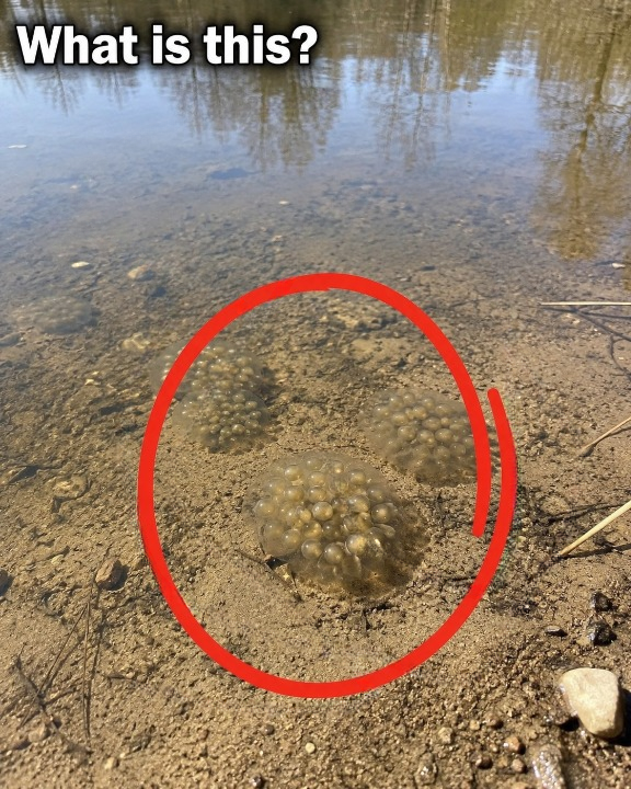 I Found These Strange Egg-Like Clusters in a Lake — The Answer Was Fascinating