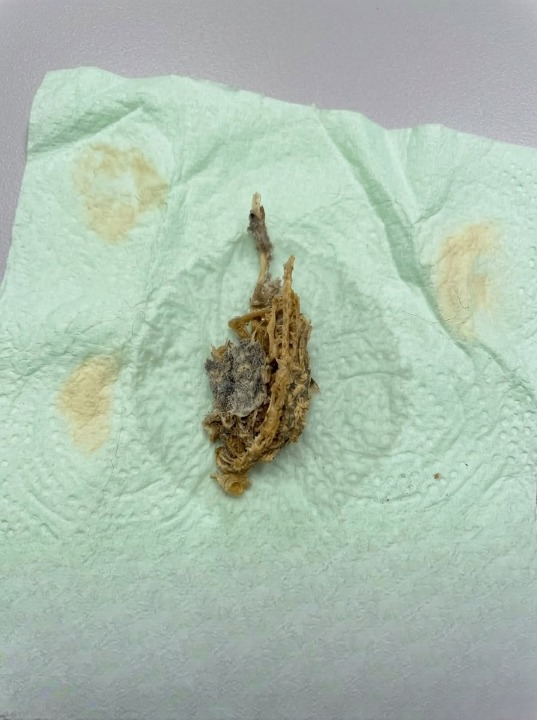 The Tiny Mystery on My Bathroom Floor That Turned Out to Be a Frog