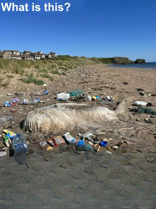 The Thing on the Shore: A Beach Walk That Changed How I See the Ocean
