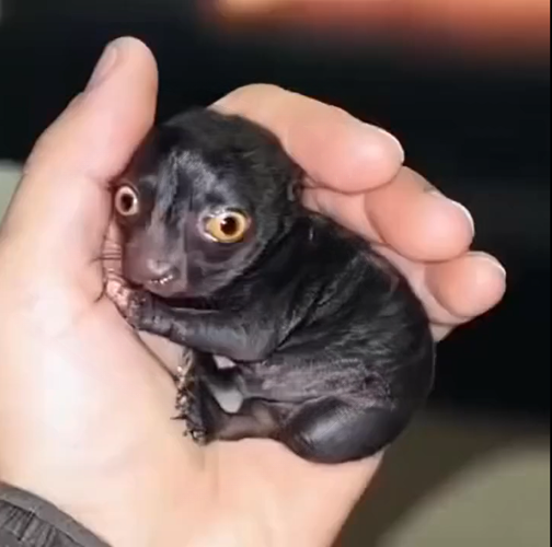 He Found a Tiny Creature in the Woods — How a Dog’s Compassion Changed Everything