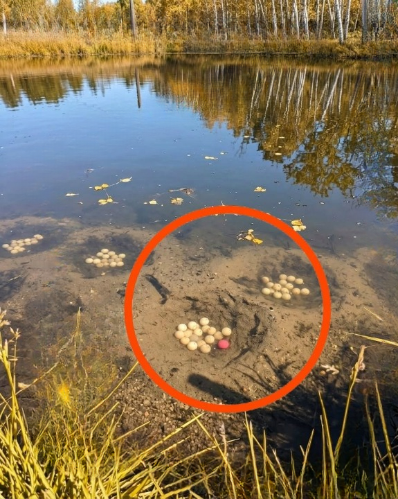 The Lake That Looked Like a Mystery: What I Found Beneath the Surface