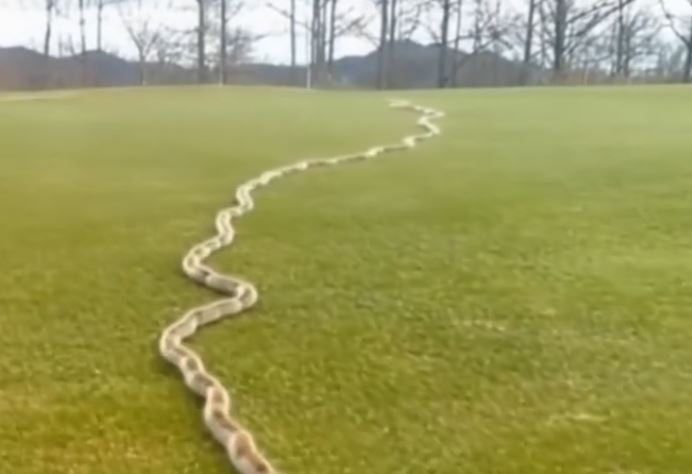 A Startling Discovery in the Grass: When Nature Surprises Us