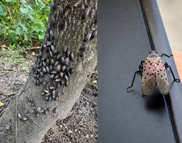 The Flashy Red Invader Destroying Your Backyard: Why You Should Take the Spotted Lanternfly Seriously