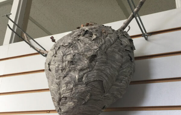 The constant rattling in our wall drove us crazy……